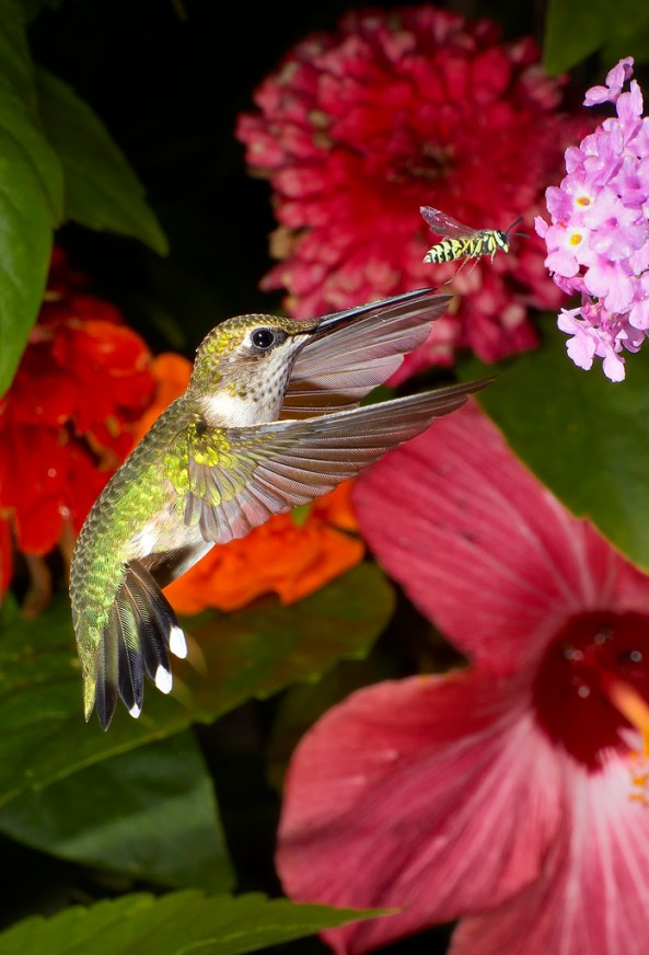 Ruby Throated Hummingbird and Bee