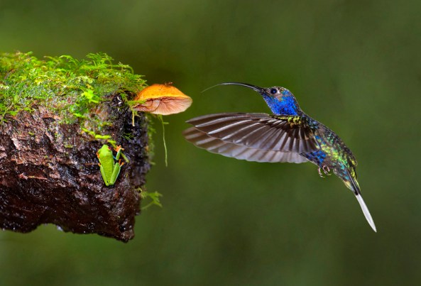 Costa Rican Food Chain