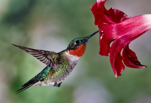 1D RGB 9535 Hummingbirds 10