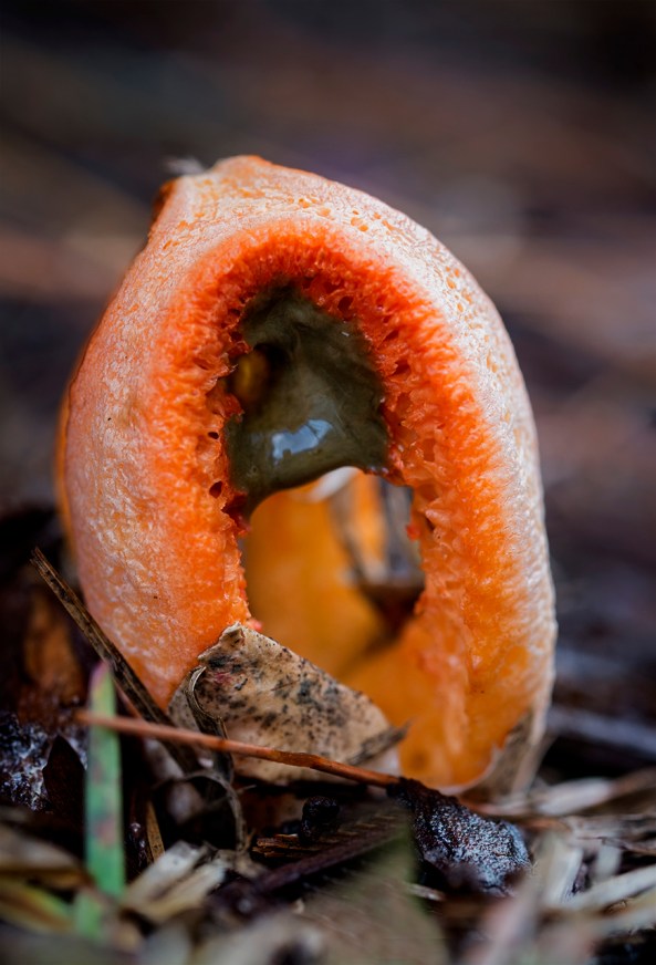 Rotten Meat Mushroom, member of the Stinkhorn family.  Fuji X-E1 with the Fuji 60mm macro lens.