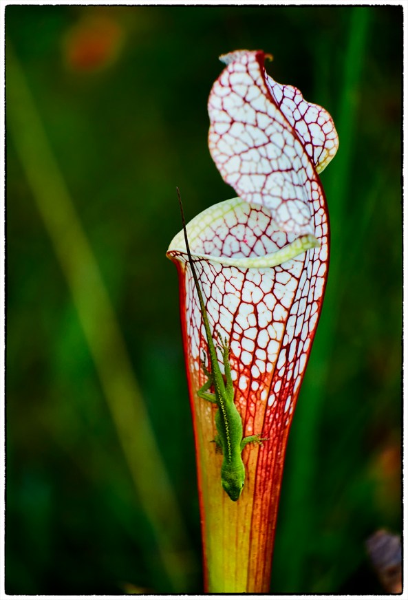 Trumpet Pitcher Plant (carnivorous) and Anole