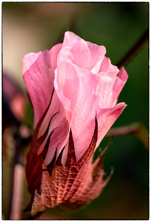Purple Cotton Flower