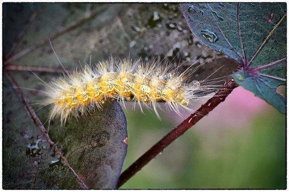Caterpillar on Purple Cotton