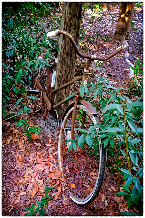 A Face in the trees, Fuji X100s, you have to figure this one out!