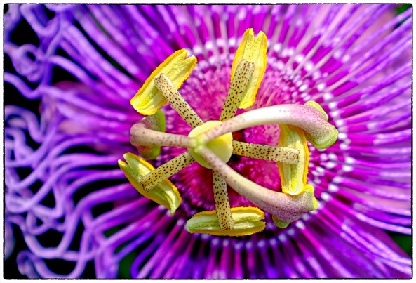 Passion Flower