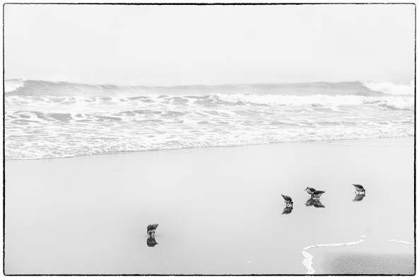 Foggy Feast, X-E2. Sometimes simple is best!