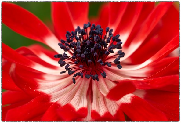 Leica Macro-Elmar-M 90 mm f/4 