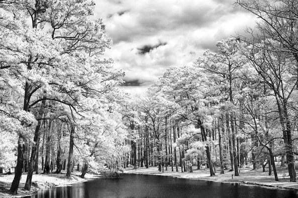 Oak Reflections, 830nm