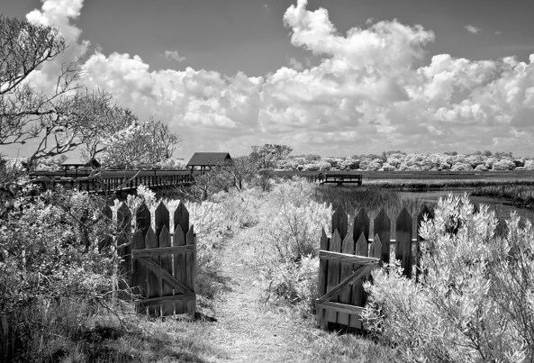 Pawleys Marsh, 720nm