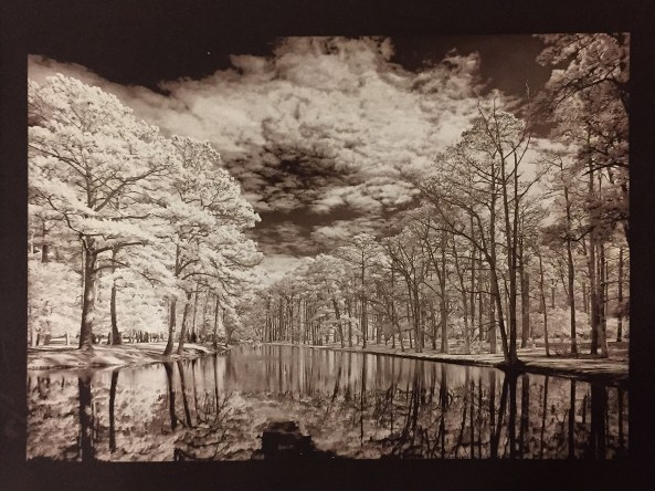 Oak Reflections in Infrared, Van Dyke Brown, Revere Platinum Paper, 3 Min Exposure