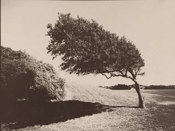 Bent Tree, B&W Negative