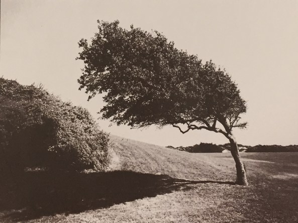Bent Tree, VDB, w/ green negative