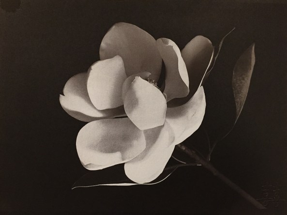 Magnolia Blossom, Gold Toned Van Dyke Brown Prints on  Lana Aquarelle 140lb HP  paper