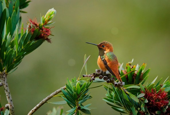 Allen's Hummingbird
