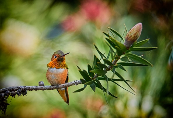 Super Bokeh: Allen's Hummingbird
