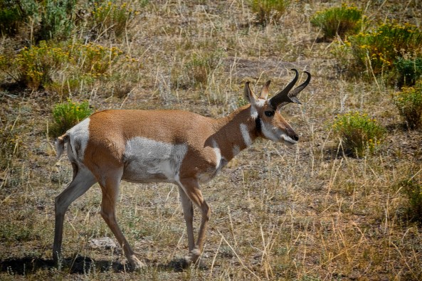 Yellowstone Antelope