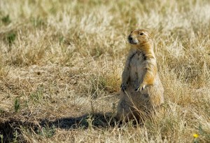 Prairie Dog