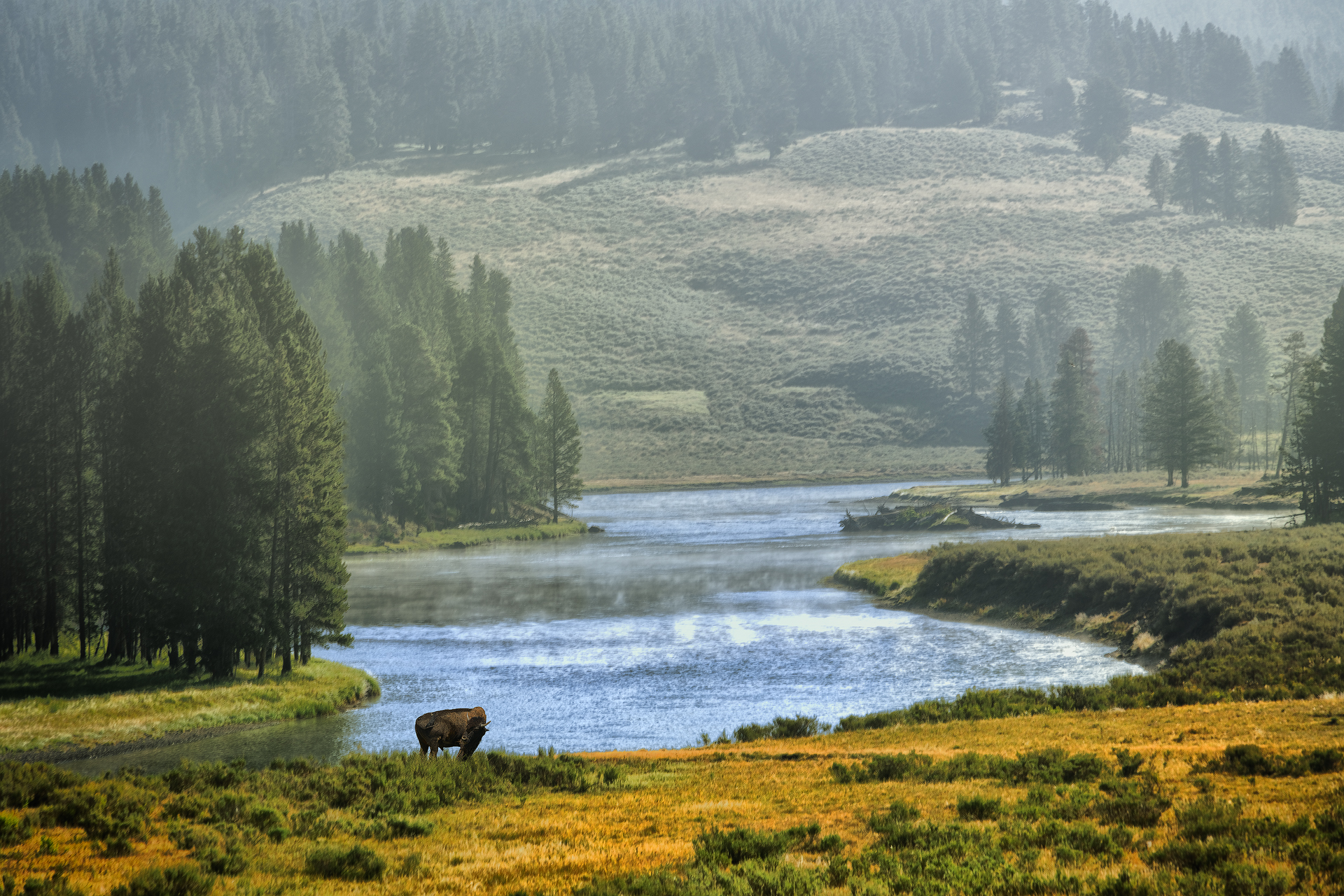 Buffalo on the Yellowstone